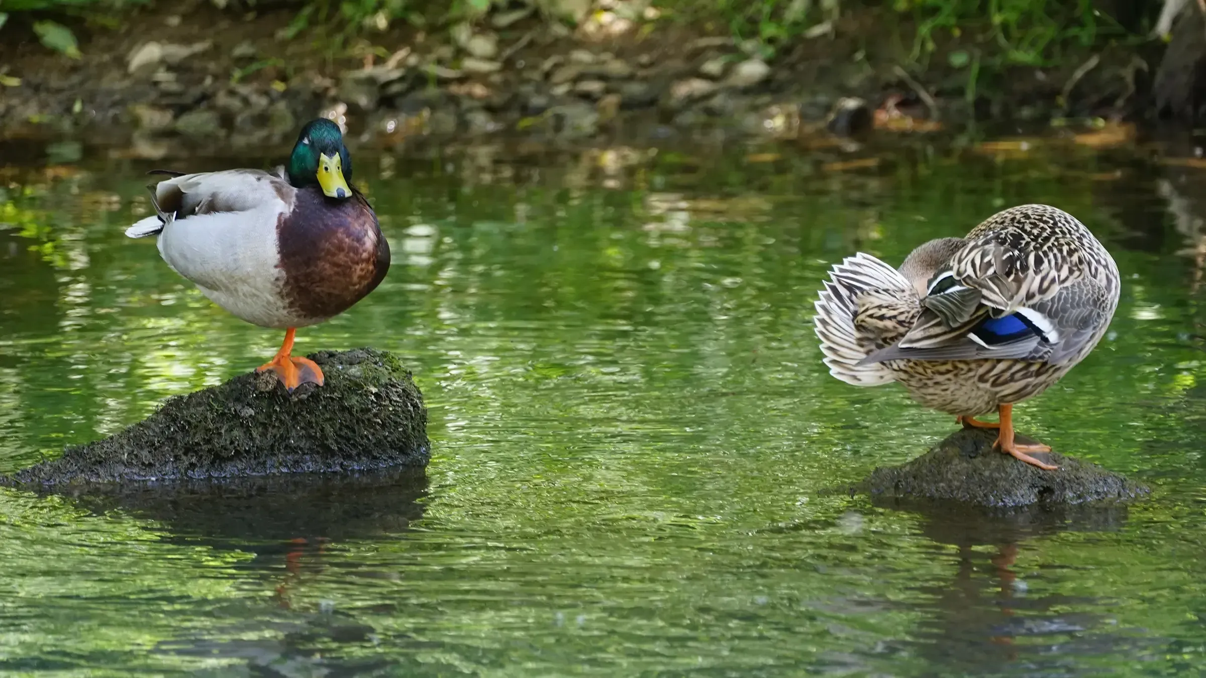 Enten am Fluss