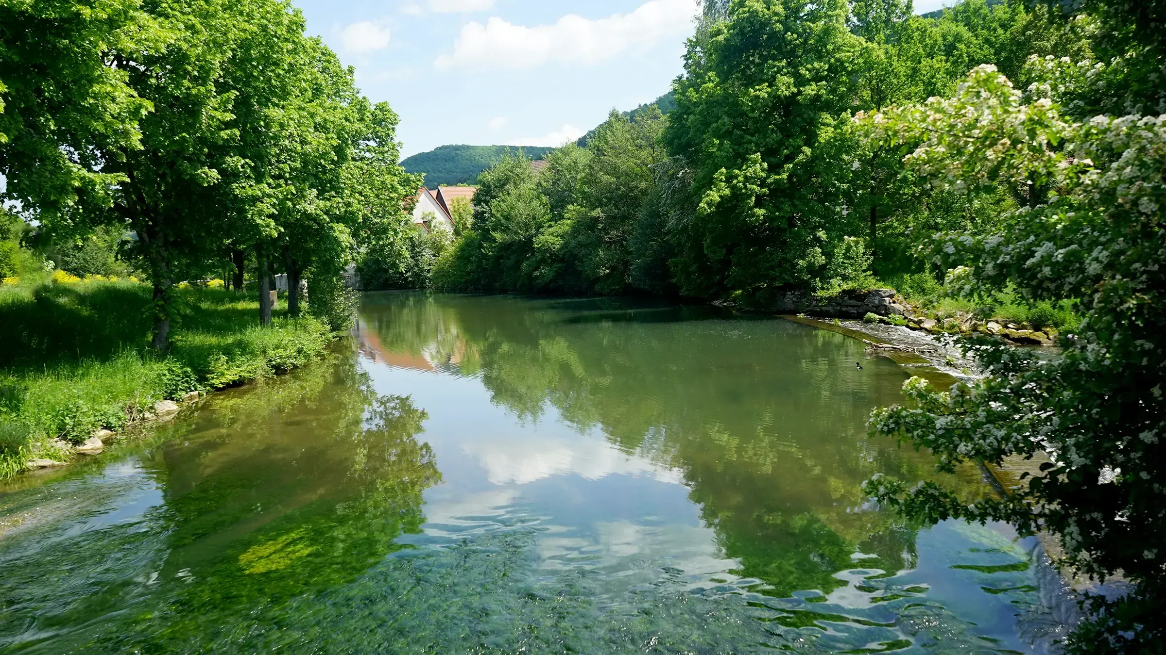 Die Wiesent fließt durch Ebermannstadt, Bäume und Sträucher am Ufer